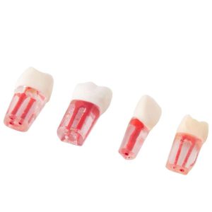 Set de Dientes Transparentes para Endodoncia